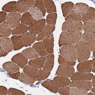 Immunohistochemistry-Paraffin: CDNF Antibody [NBP1-88994]