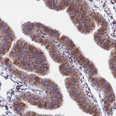 Immunohistochemistry-Paraffin: CDNF Antibody [NBP1-88994]