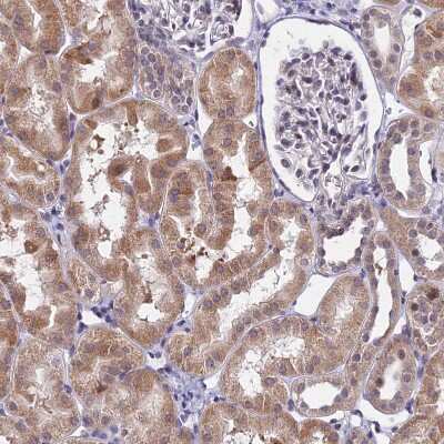 Immunohistochemistry-Paraffin: CDNF Antibody [NBP1-88994]
