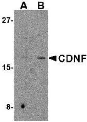 Western Blot: CDNF AntibodyBSA Free [NBP1-76834]