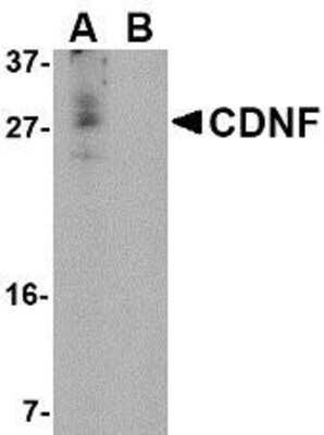 Western Blot: CDNF AntibodyBSA Free [NBP1-76835]