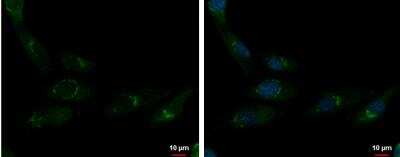 Immunocytochemistry/ Immunofluorescence: CDP/CUTL1 Antibody [NBP2-16039]