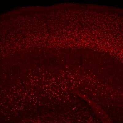 Immunohistochemistry-Frozen: CDP/CUTL1 Antibody [NBP2-13883]