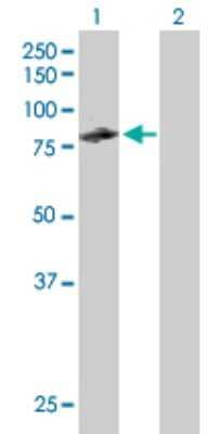 Western Blot: CDP/CUTL1 Antibody [H00001523-B01P]