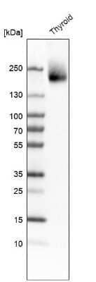 Western Blot: CDP/CUTL1 Antibody [NBP2-13883]