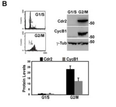 Western Blot: CDR2 Antibody [NB110-58345]