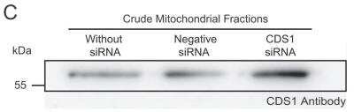 Knockdown Validated: CDS1 Antibody (2D10) [H00001040-M01]