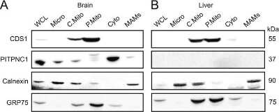 Western Blot: CDS1 Antibody (2D10) [H00001040-M01]