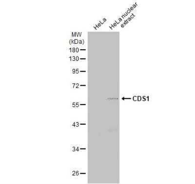 Western Blot: CDS1 Antibody [NBP1-33434]