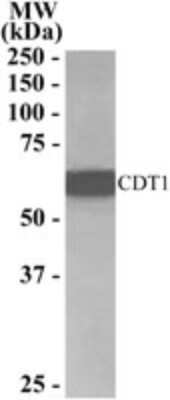 Western Blot: CDT1 Antibody [NB100-1098]