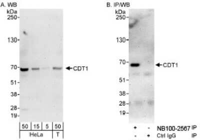 Western Blot: CDT1 Antibody [NB100-2567]
