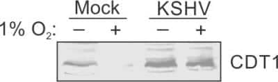 Western Blot: CDT1 Antibody [NB100-2567]