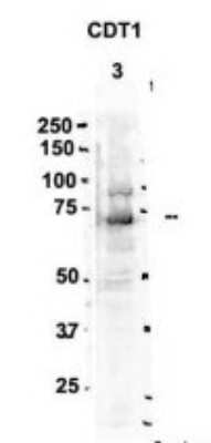 Western Blot: CDT1 Antibody [NBP1-58114]