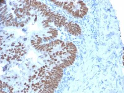 Immunohistochemistry-Paraffin: CDX2 Antibody (CDX2/2214) [NBP3-07426]