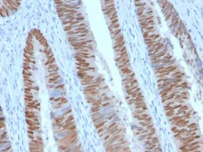 Immunohistochemistry-Paraffin: CDX2 Antibody (CDX2/2951R) - Azide and BSA Free [NBP3-08738]