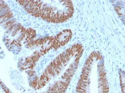 Immunohistochemistry-Paraffin: CDX2 Antibody (CDX2/2951R) - Azide and BSA Free [NBP3-08738]