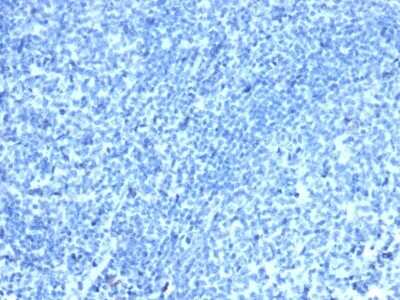 Immunohistochemistry-Paraffin: CDX2 Antibody (CDX2/4394R) - Azide and BSA Free [NBP3-08743]