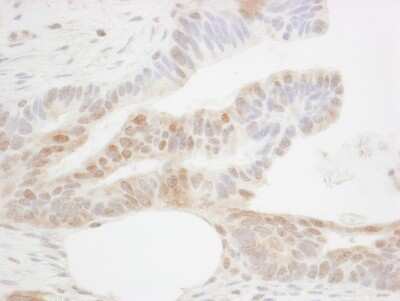 Immunohistochemistry-Paraffin: CDX2 Antibody [NB100-2136]