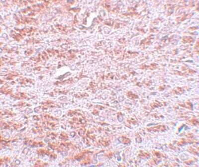 Immunohistochemistry-Paraffin: CDX2 Antibody - BSA Free [NBP1-77113]