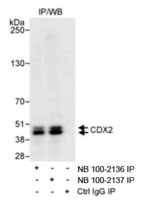 Immunoprecipitation: CDX2 Antibody [NB100-2136]
