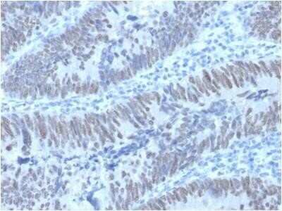 Immunohistochemistry-Paraffin: CDX2 Antibody (PCRP-CDX2-1A3) [NBP2-75758]