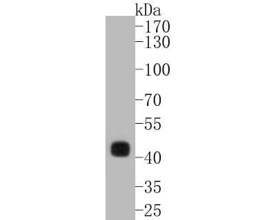 Western Blot: CDX2 Antibody (SY09-02) [NBP2-66769]