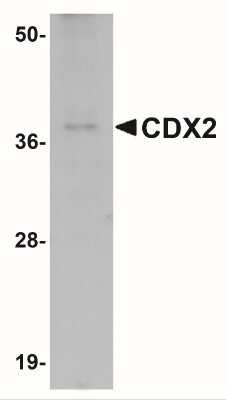 Western Blot: CDX2 AntibodyBSA Free [NBP1-77113]