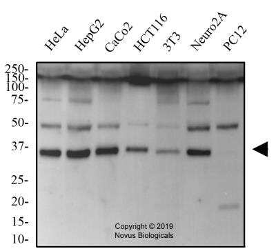 Western Blot: CDX2 Antibody [NBP2-24583]