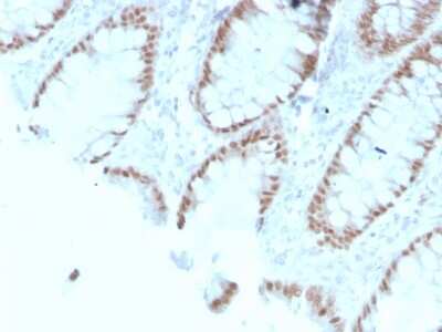 Immunohistochemistry-Paraffin: CDX2 Antibody (rCDX2/1690) - Azide and BSA Free [NBP3-08737]