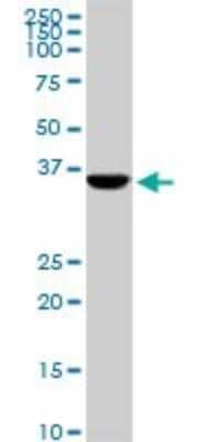 Western Blot: CDX4 Antibody (1E9) [H00001046-M12]