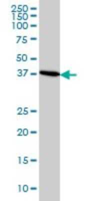 Western Blot: CDX4 Antibody (1G12) [H00001046-M01]