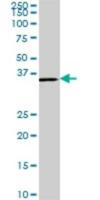 Western Blot: CDX4 Antibody (1G12) [H00001046-M01]