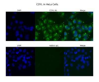 Immunocytochemistry/ Immunofluorescence: CDYL Antibody [NBP1-52986]