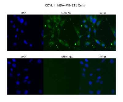 Immunocytochemistry/ Immunofluorescence: CDYL Antibody [NBP1-52986]