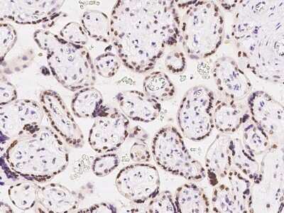 Immunohistochemistry-Paraffin: CDYL Antibody [NBP2-98669]