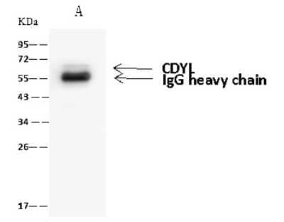 Immunoprecipitation: CDYL Antibody [NBP2-98669]