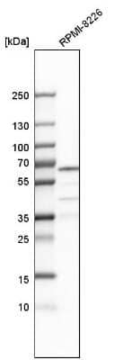 Western Blot: CDYL Antibody [NBP2-34011]