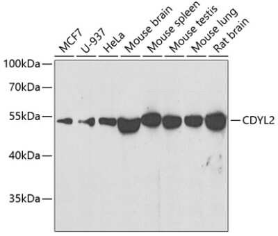 Western Blot: CDYL2 AntibodyBSA Free [NBP2-92495]