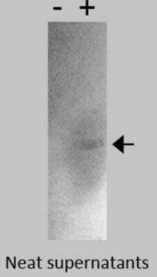 Western Blot: CEACAM19 Antibody (Z5P2D9*A9)BSA Free [NBP2-53124]