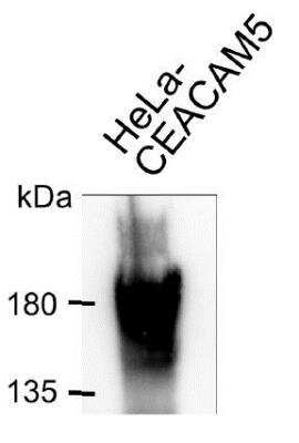 Immunoprecipitation: CEACAM5/CD66e Antibody (5C8C4) - BSA Free [NBP2-54625]