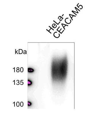 Western Blot: CEACAM5/CD66e Antibody (5C8C4)BSA Free [NBP2-54625]