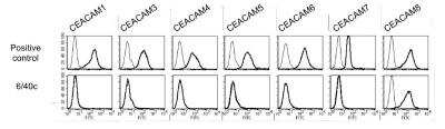 Flow Cytometry: CEACAM8/CD66b Antibody (6/40c) - BSA Free [NBP2-54627]