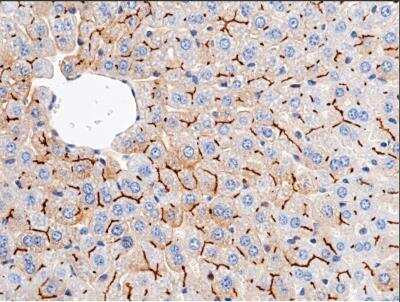Immunohistochemistry-Paraffin: CEACAM1/CD66a Antibody (030) [NBP2-90640]