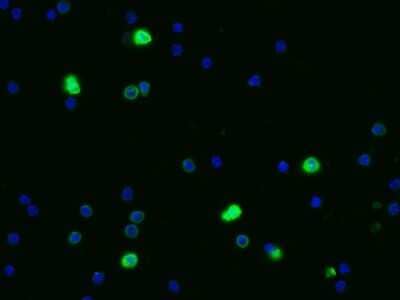 Immunocytochemistry/ Immunofluorescence: CEACAM1/CD66a Antibody (117) [NBP2-90641]