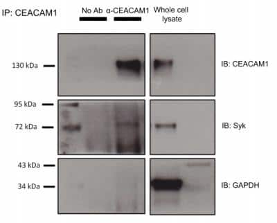 Immunoprecipitation: CEACAM1/CD66a Antibody (CC1) - BSA Free [NBP1-43390]