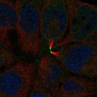 Immunocytochemistry/ Immunofluorescence: CEACAM18 Antibody [NBP2-32471]