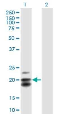 Western Blot: CEACAM21 Antibody [H00090273-B01P]