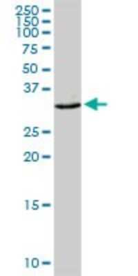 Western Blot: CEACAM21 Antibody [H00090273-D01P]