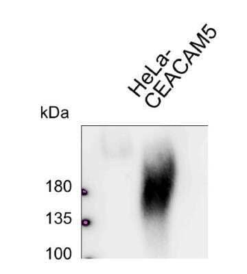 Western Blot: CEACAM5/CD66e Antibody (308/3-3)BSA Free [NBP2-54624]