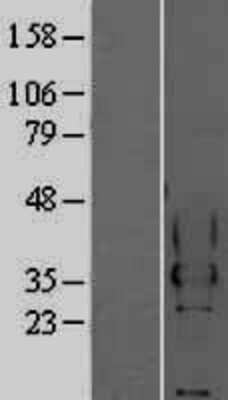 Western Blot: CEACAM4 Overexpression Lysate [NBP2-04208]